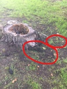 Foto: Eisenstäbe ragen aus Boden 